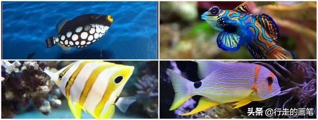 儿童画海底鱼简笔画,儿童画海底鱼的画法