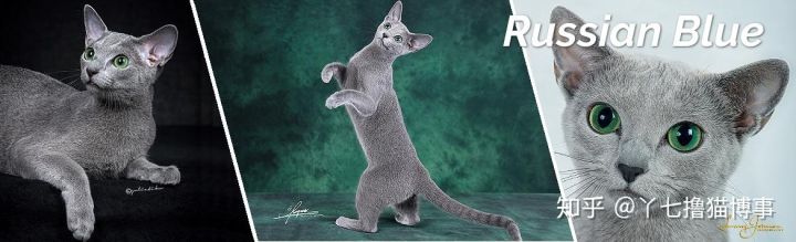 有哪些好看的家养猫,最适合家养的猫咪品种不掉毛