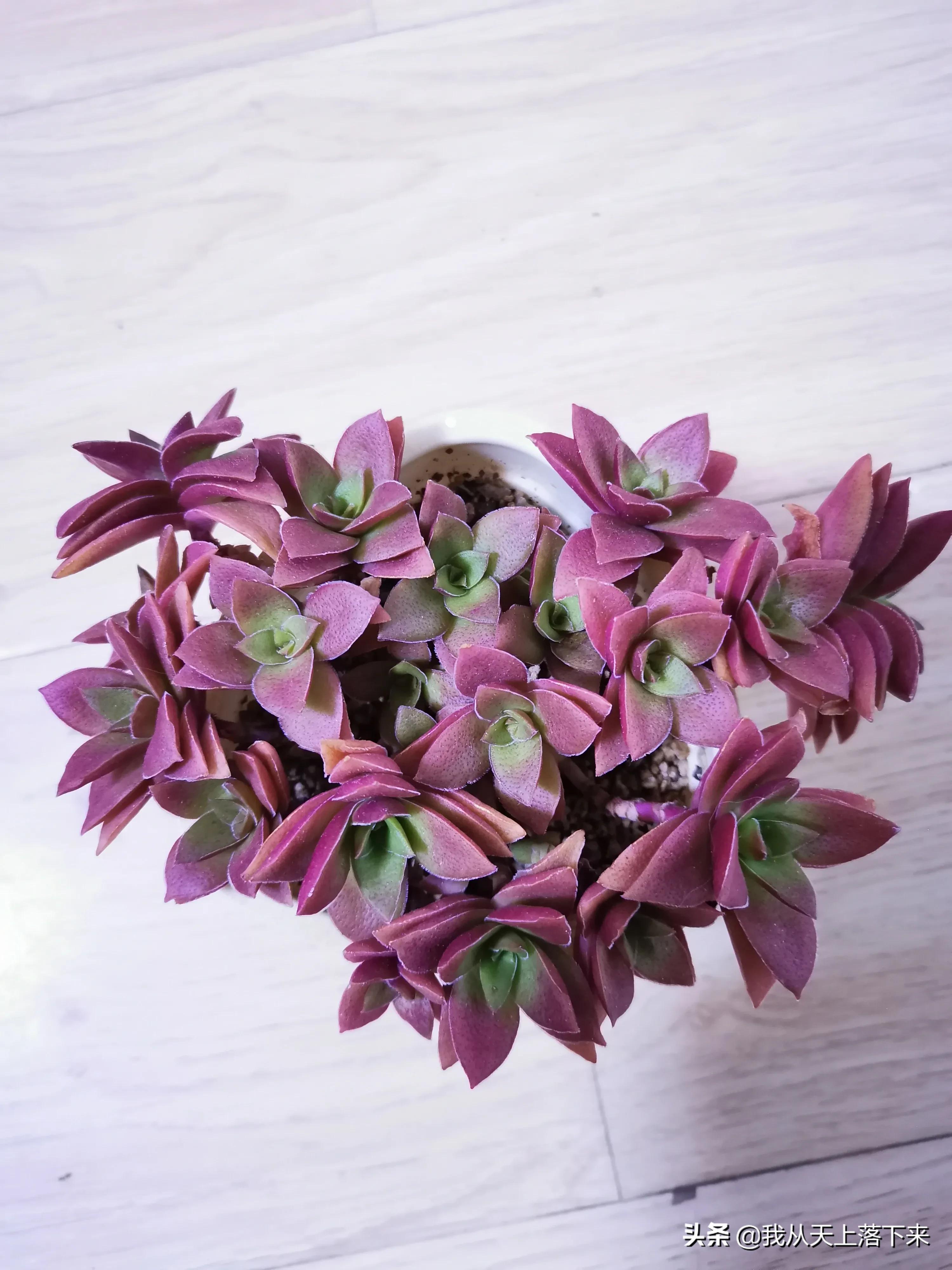 89种常见多肉植物品种图，实物拍摄，还不认识的小伙伴赶紧收藏好