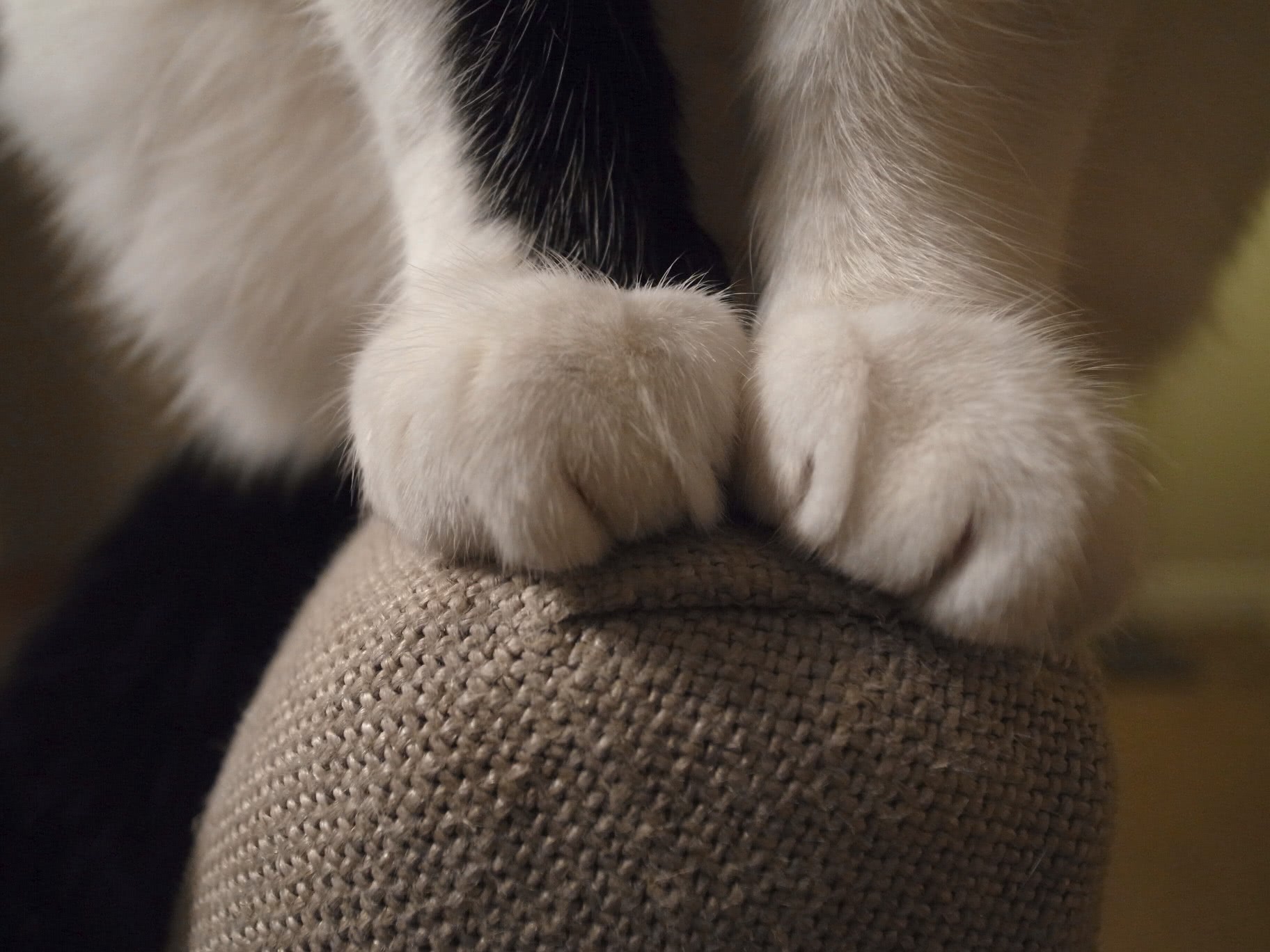 猫咪爪子有淡淡的脚臭味,猫咪为什么闻到臭脚会张开嘴