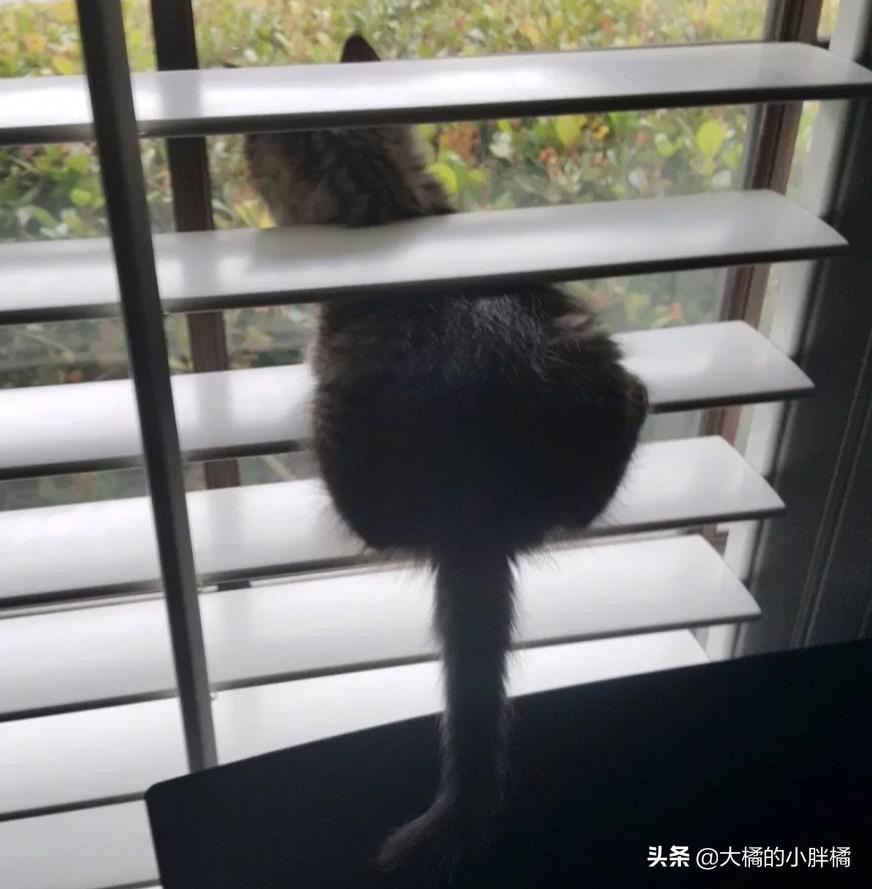 小猫多年后再次见到主人的反应 (小猫见面反应激萌)