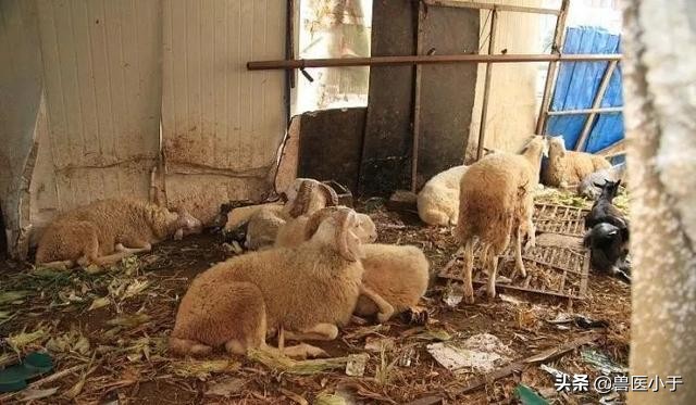 羊群咳嗽流涕肺部有火怎么治,秋季羊咳嗽流鼻涕怎么治疗最有效