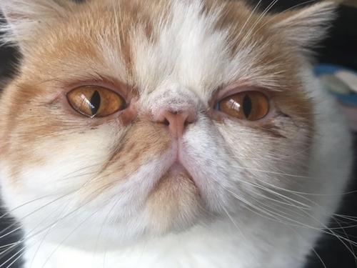 宠物猫泪痕去除神器,宠物猫泪痕怎么去除最快最有效