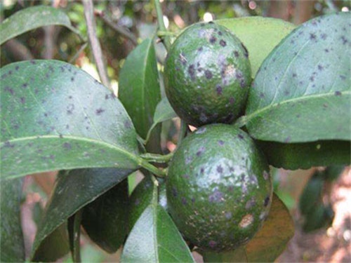 柑桔煤烟病是真菌感染引起的病害，果农要做好基础及化学防治措施