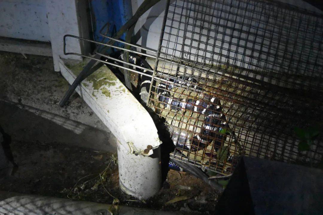 安徽工地发现一条剧毒眼镜蛇,野外银环蛇咬伤事件