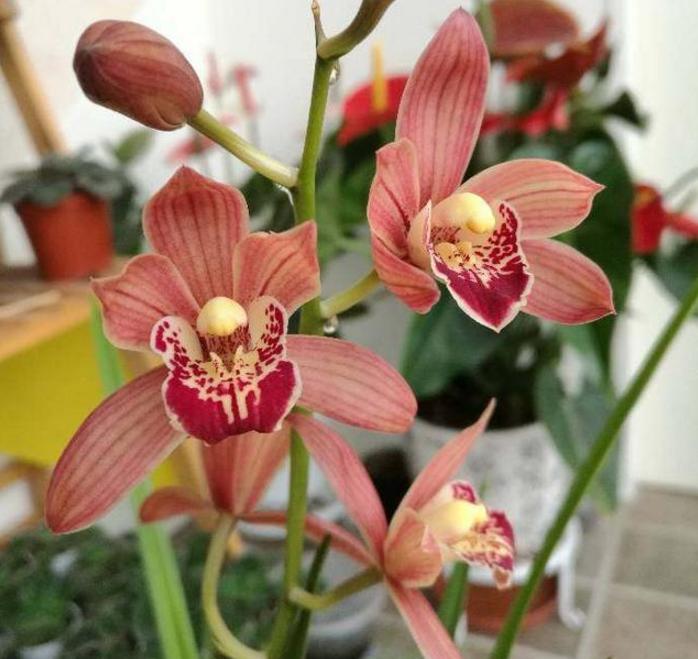 给新手介绍几款养不死的兰花品种,最便宜好养最皮实的兰花品种