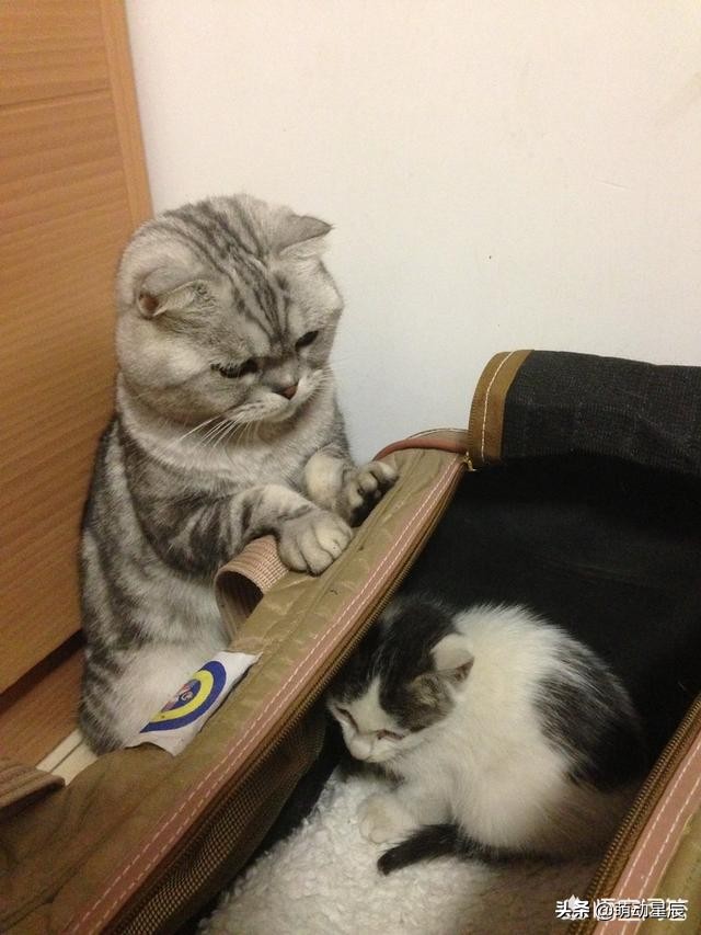 小猫咪第一天到家不吃不喝,两个月的小猫咪不吃不喝怎么办