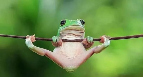 萌萌的动物名字,萌萌哒的植物角名称