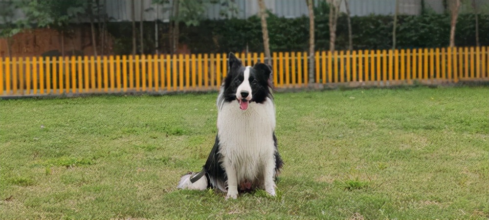 边牧犬对主人的忠诚度怎么样,边牧为什么对主人很听话
