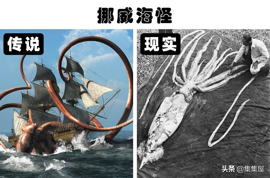 真实存在的5种生物,我的世界虚构生物