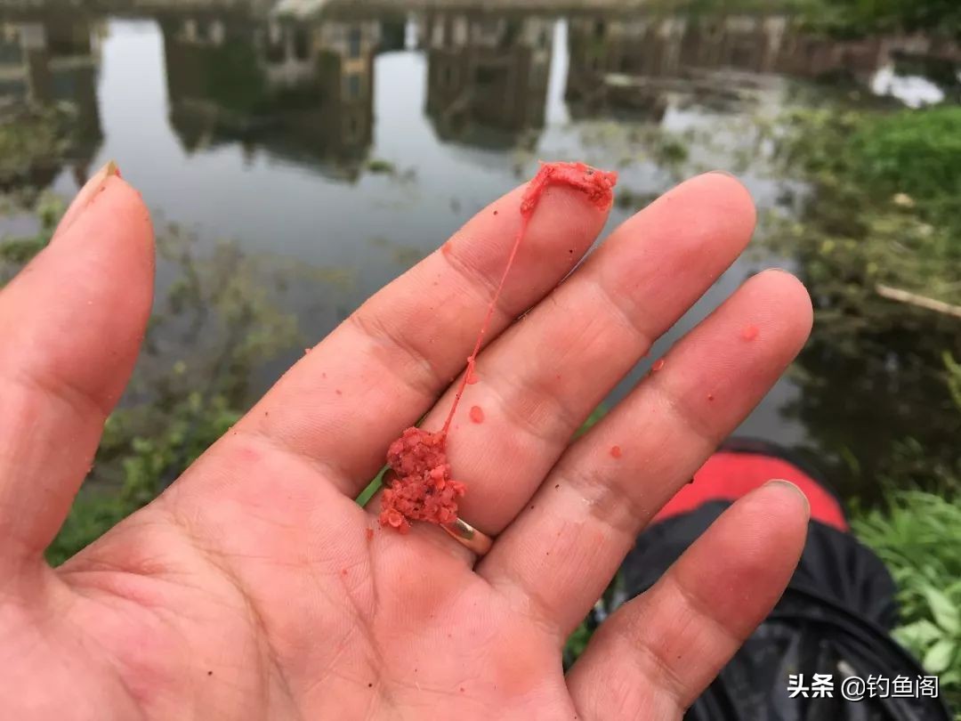 闹窝了正确钓法,怎样诱钓麦穗鱼