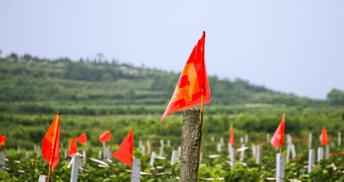 预防农田害虫发生的方法,农田防鸟出绝招