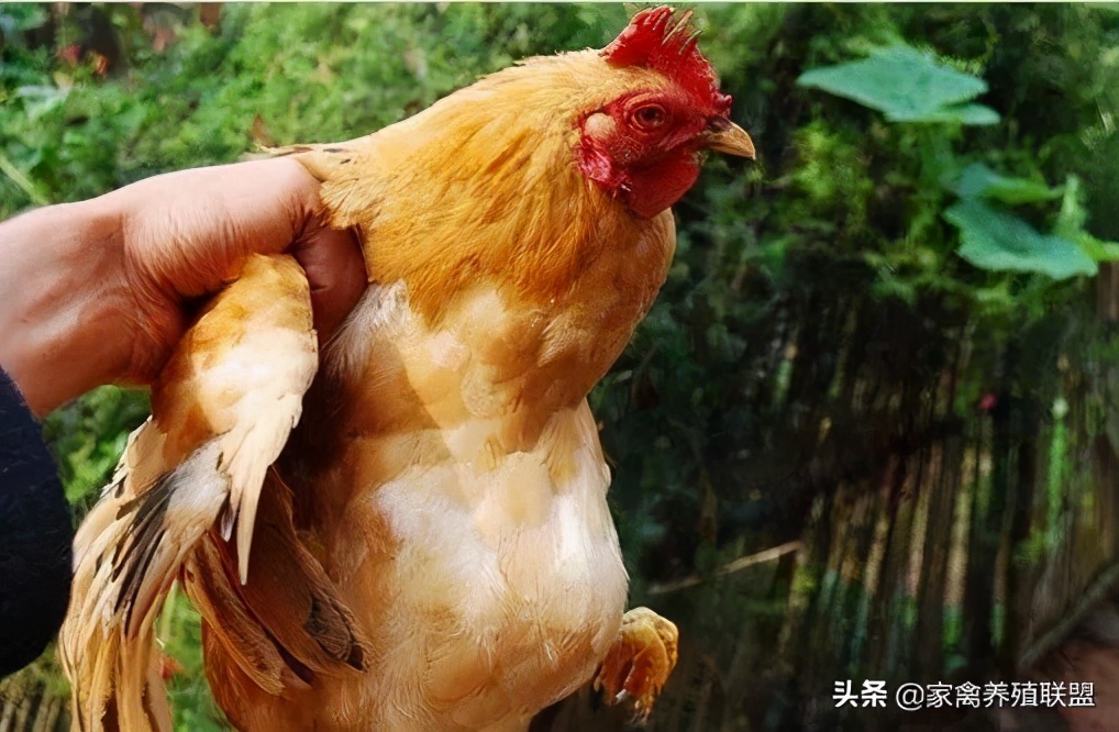 一只真正的散养土鸡需要的成本,散养土鸡的8大秘密