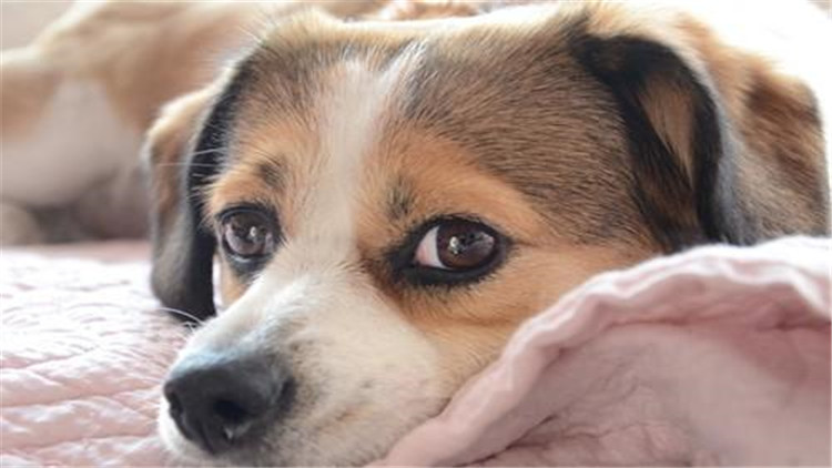 母宠物犬发情怎么缓解,母小型犬发情爬跨如何缓解