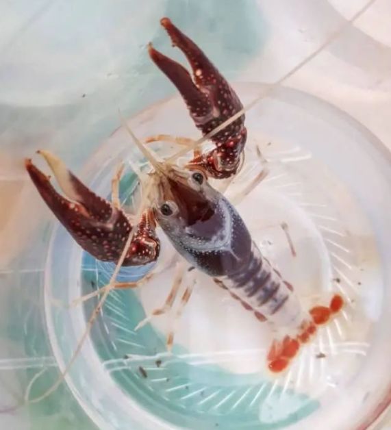 井水养殖龙虾,井水养殖淡水虾