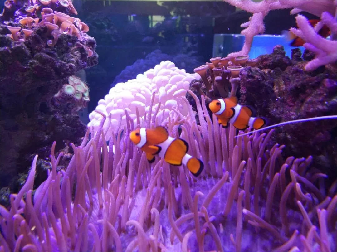 海水鱼青蛙会打架吗,海水鱼打架鱼鳍受伤