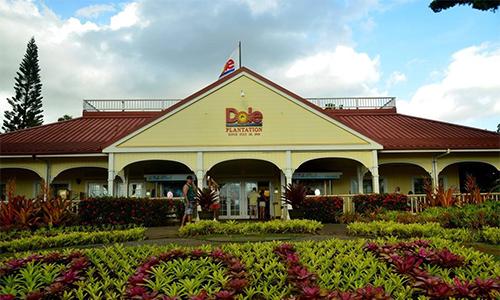 天价的香蕉,日本天价香蕉