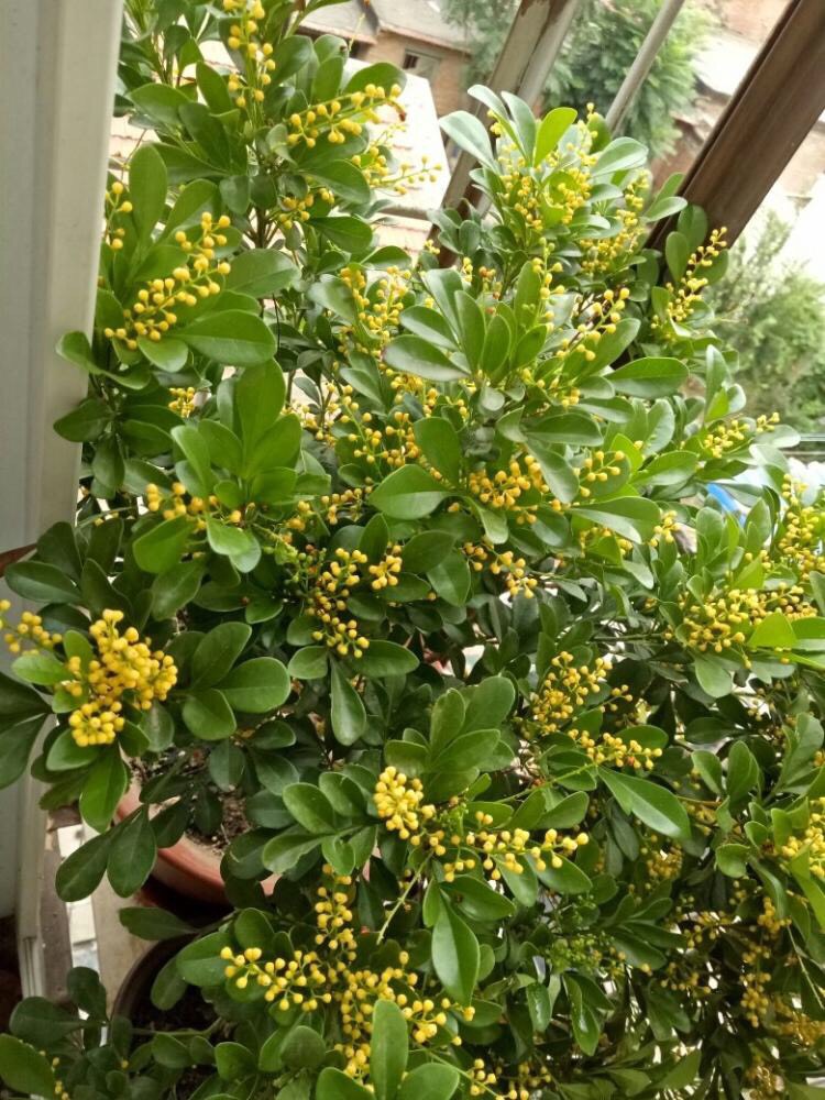 室内养米兰浇水的正确方法,室内养米兰的注意事项