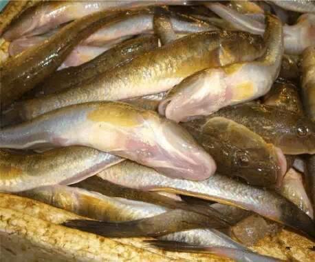 开海什么海鲜最好,开海季肥美海鲜