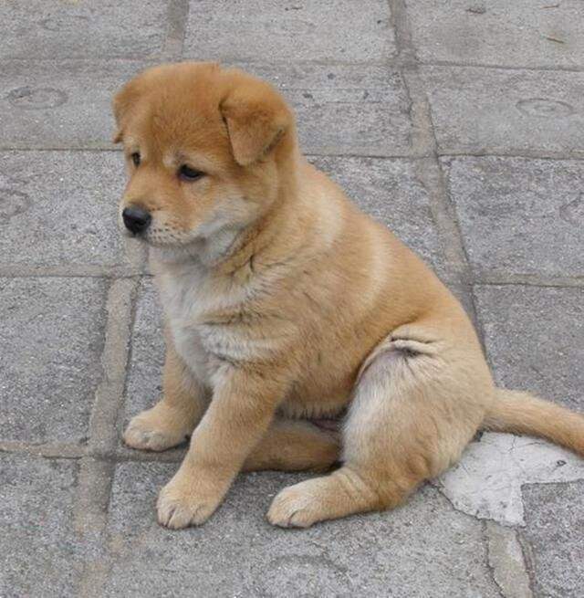 宠物狗品种大全热门宠物排行,常见的小型宠物狗品种及图片大全