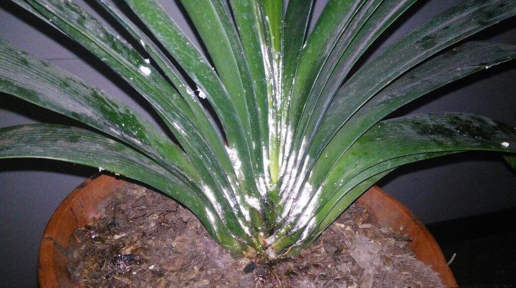 君子兰得了软腐病烂根吗,君子兰软腐病怎么处理