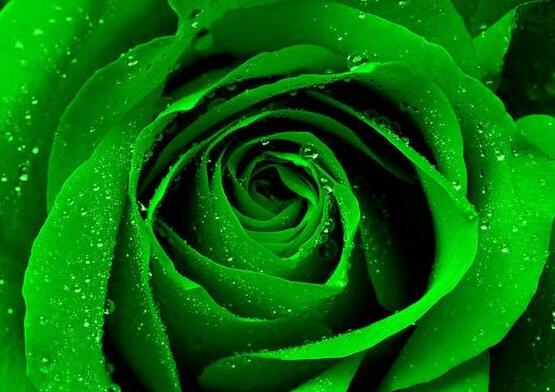 玫瑰花有哪些品种大全,玫瑰花品种大全视频