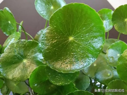 现在这个时间花黄叶是什么原因,冬天栀子花叶脉黄叶的解决办法