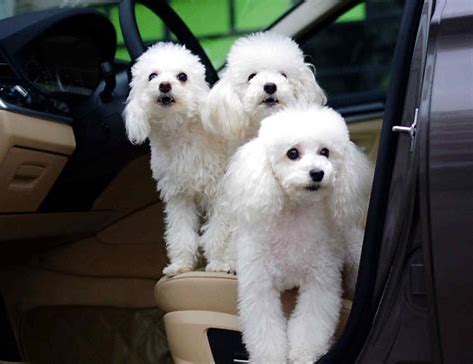 丢狗找狗的故事,丢两条小狗的故事