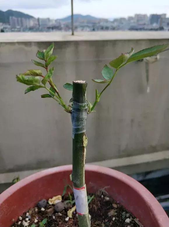 买假花月季,网上买的月季怎么处理