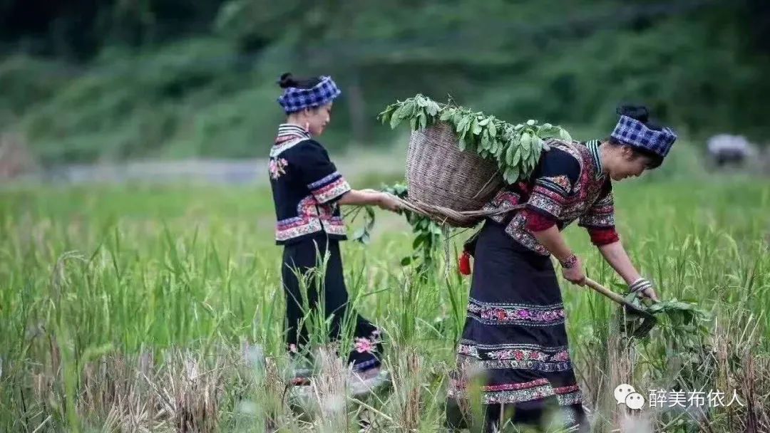 渚楃唬鍜屽竷渚濈唬,甯冧緷濮戝涔嬬編鍥剧墖