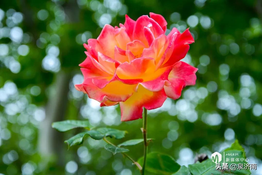 楂樻牎椋庨噰绯诲垪,楂樻牎椋庨噰灞曠ず瑙嗛