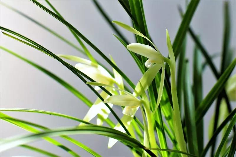 兰花有一种让人心醉的清香,兰花的美只有中国人最懂品兰之风