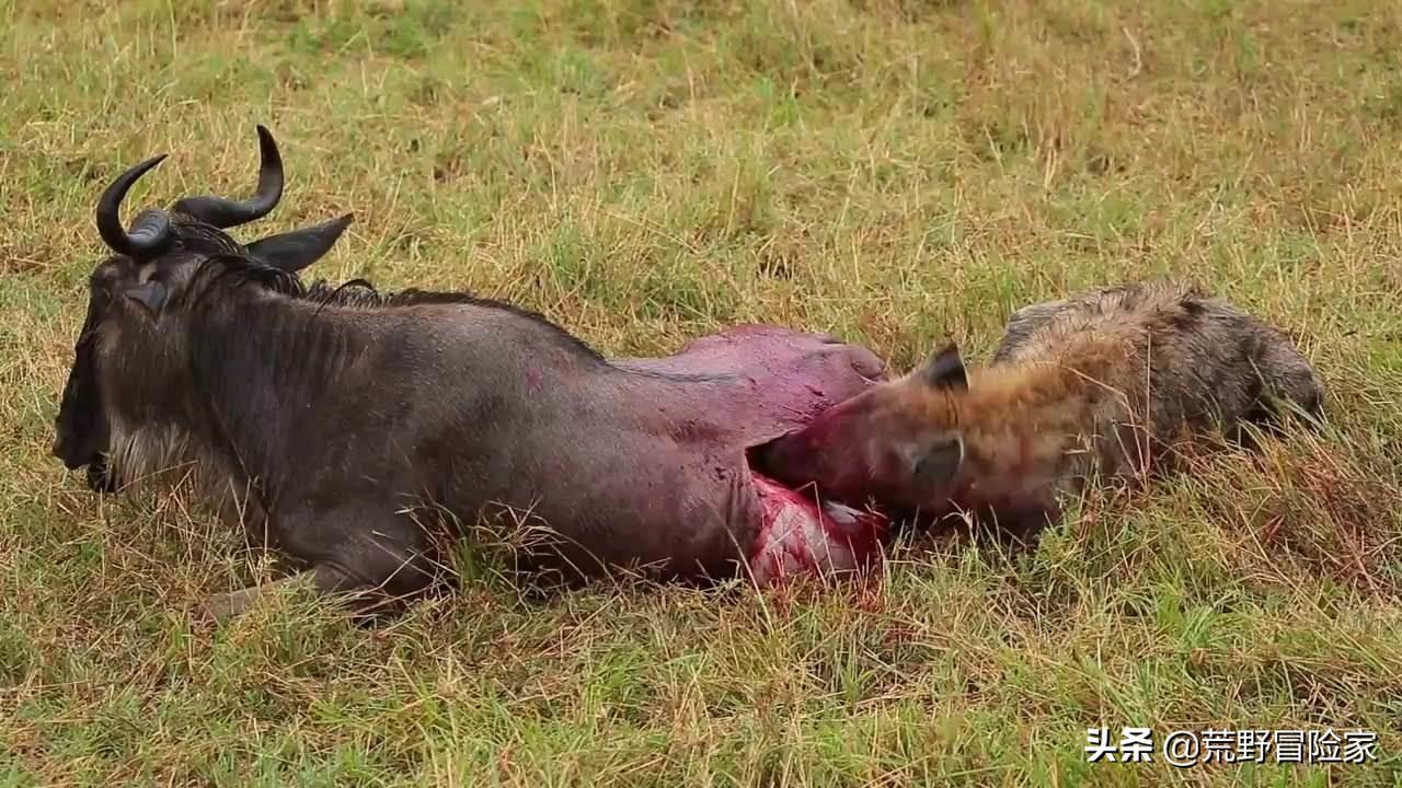 去真实的非洲大草原游猎,完全跟电视里看到的《动物世界》不同