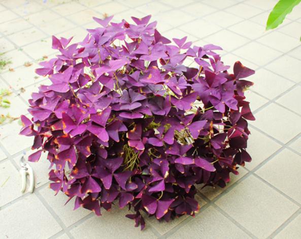 紫叶幸运草晚上怎么养,紫花幸运草养殖方法