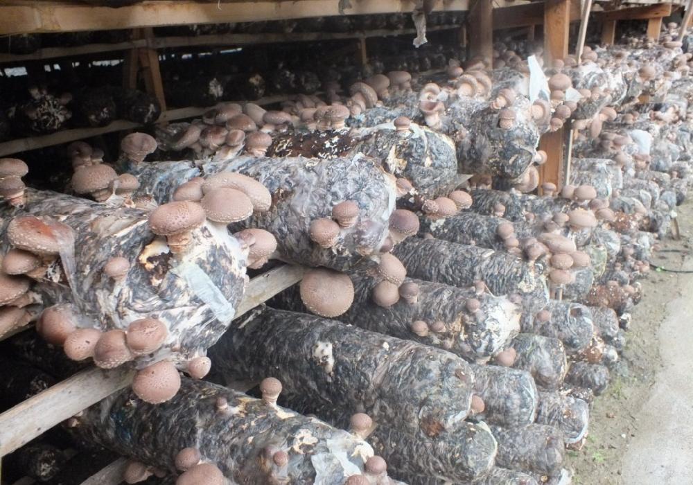 农民致富的10个方法,农民致富最快的项目