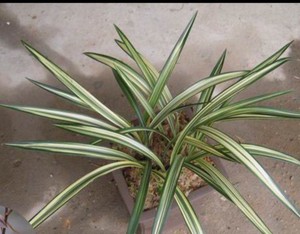 十大天价兰花价格,天价兰花品种及价格