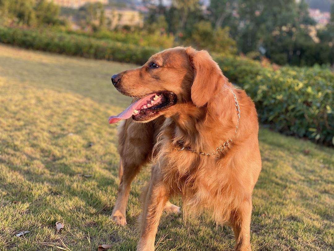 买个纯种母狗划算还是纯种公狗好,细犬幼犬公狗怎么挑