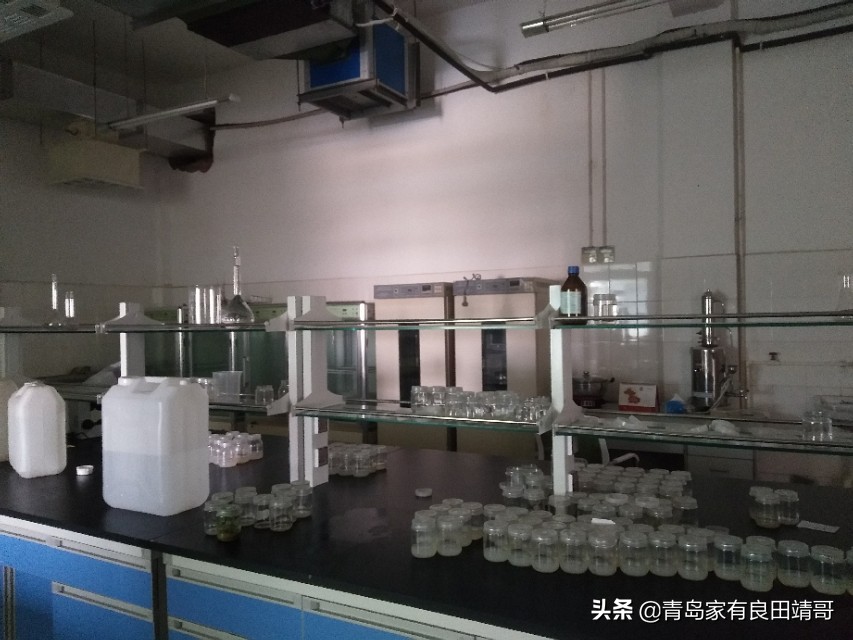 脱毒阳光玫瑰葡萄苗,阳光玫瑰特级苗