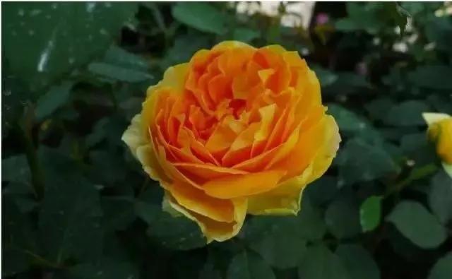 每天学习一点点花卉,100种常见玫瑰品种