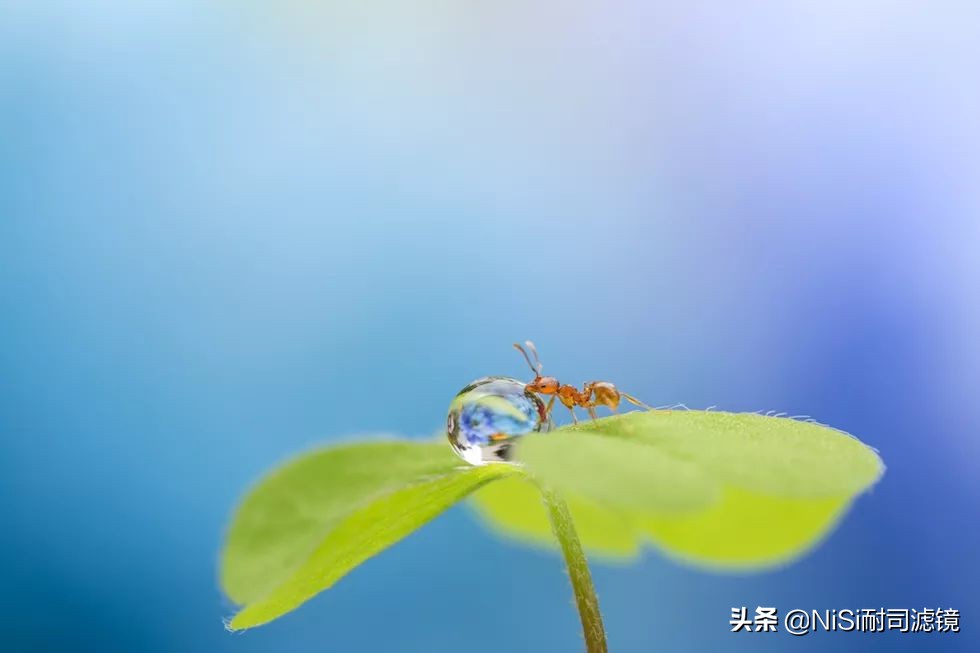 微距摄影蚂蚁,蚂蚁微距100倍镜头