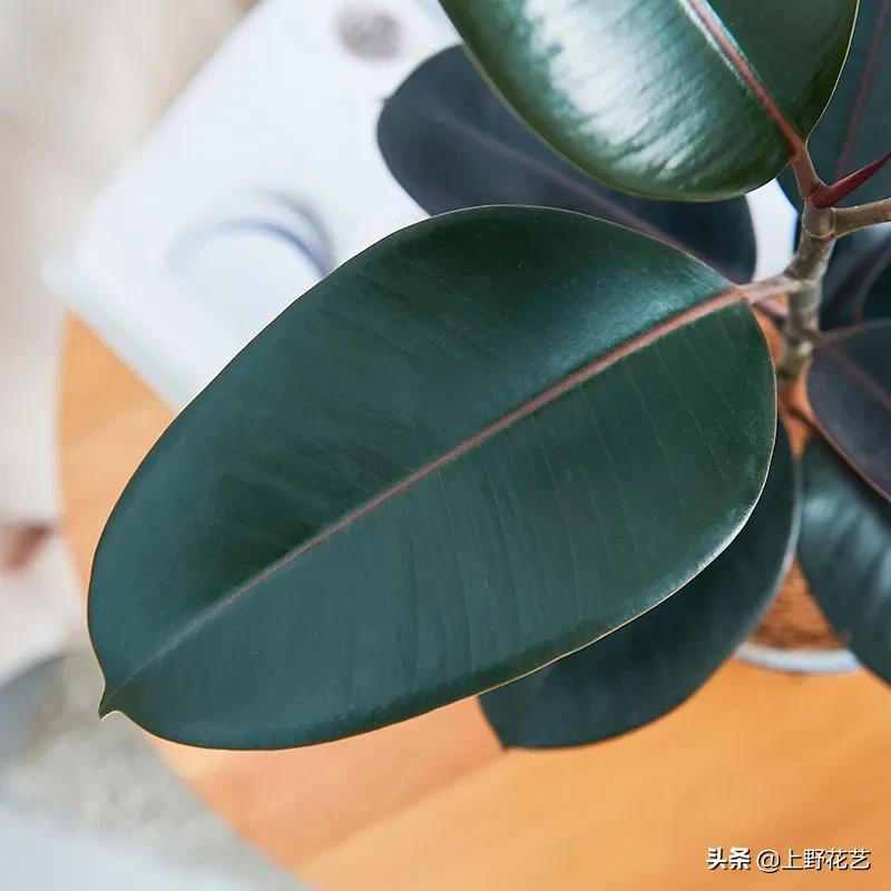 黑金刚橡皮树榕树,黑金刚橡皮榕盆栽怎么养