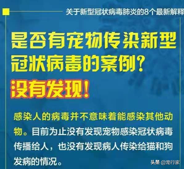 疫情期间多地禁止遛狗！狗在家不上厕所怎么办？无聊拆家怎么办？