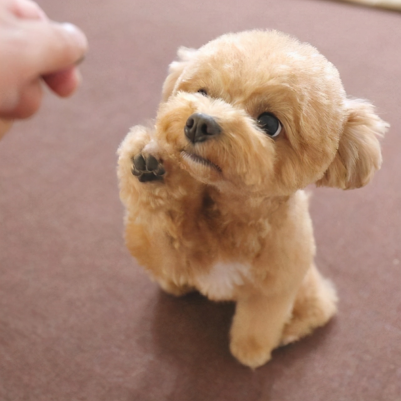 泰迪命门在哪里,泰迪的命门