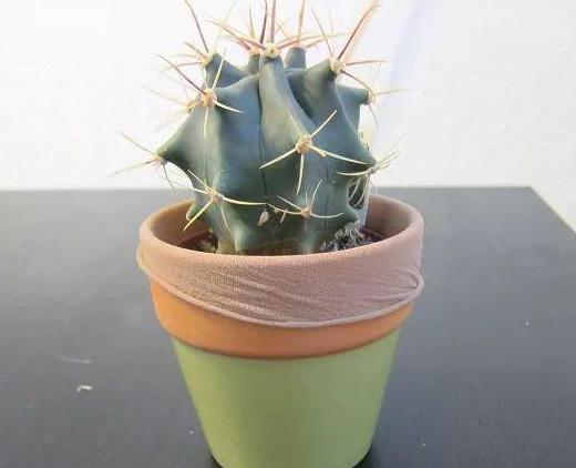 盆栽怎么防止土漏,盆栽花浇水浇不透怎么办