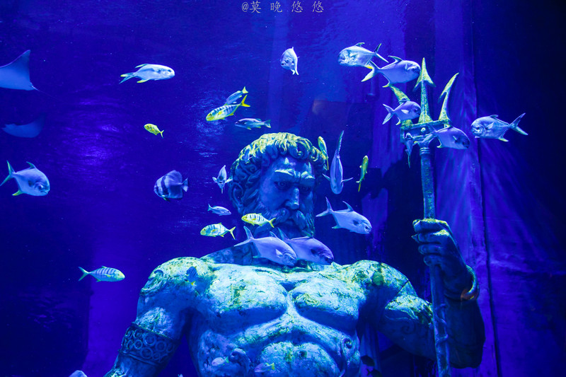 海洋极地海洋世界攻略,正佳极地海洋世界白鲸海象