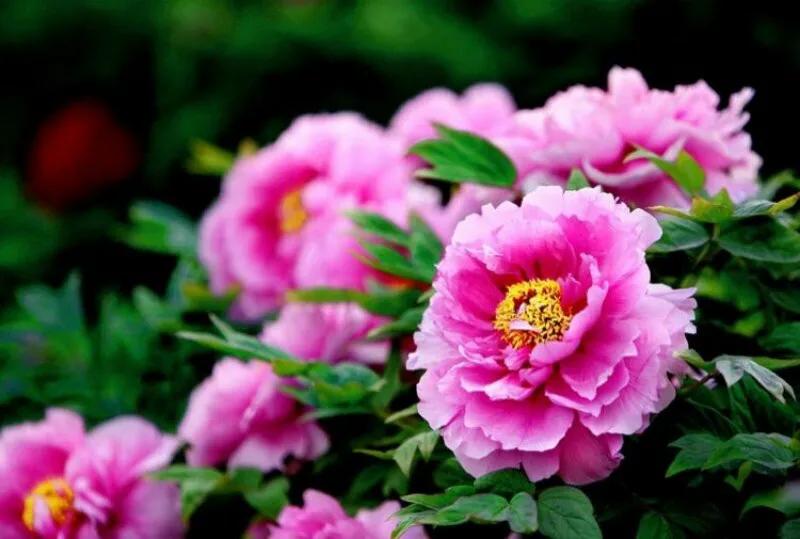 水调歌头荷花,水调歌头游览朗诵