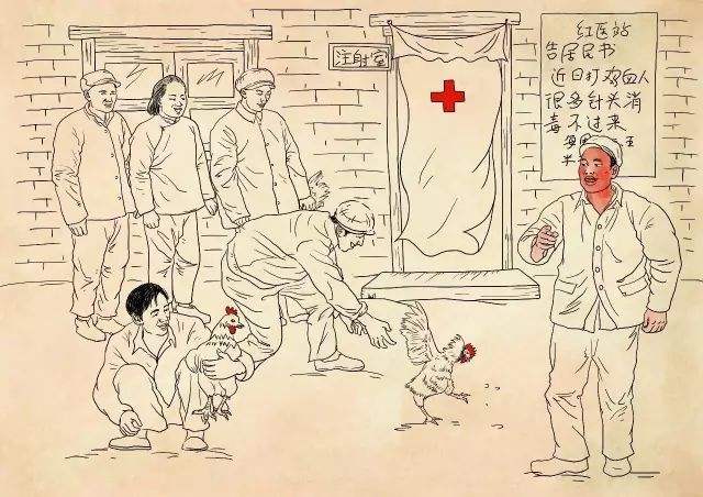 鸡血疗法历史解密,鸡血疗法