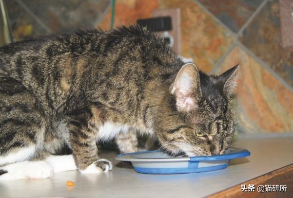 糖尿病、心脏病、肾病、胰腺炎，猫咪4类慢性病的家庭护理手册