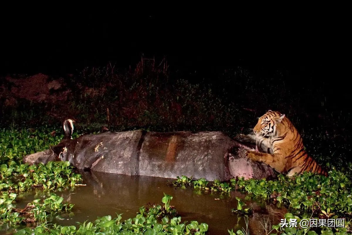 老虎杀犀牛全过程,老虎猎杀犀牛过程
