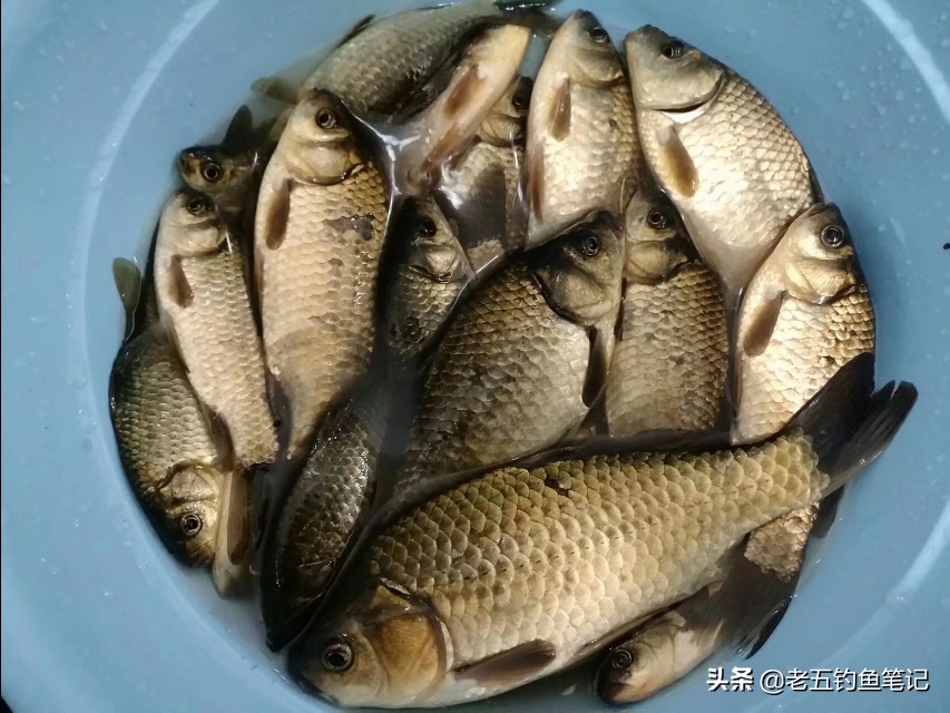 春季钓鲫技巧和方法,冬钓鲫的最佳调钓方法